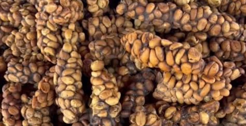 El café más exótico, inigualable y más caro del mundo
